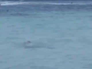 Elképesztő vittoria risi szar által kettő nagy kakasok tovább a tengerpart